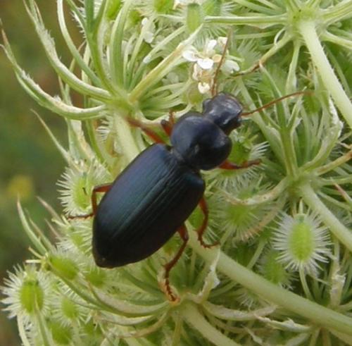 Ophonus sp.