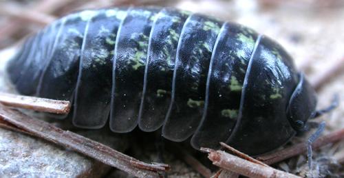Armadillidium sp.
