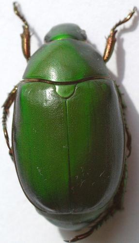 Réf. 48 275 : Anomala cupripes