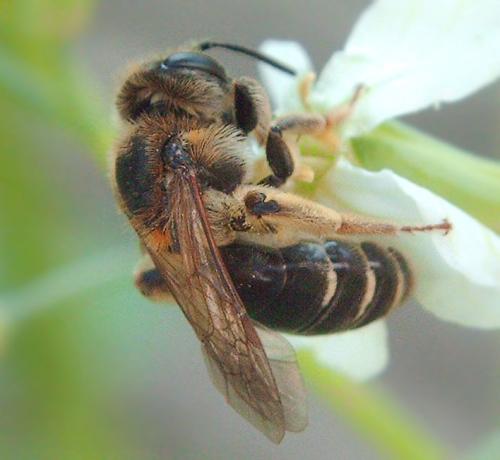 Andrena dorsata
