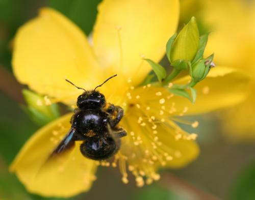 Xylocopa sp.