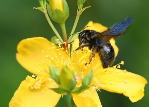 Xylocopa sp.
