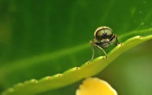Chloromyia formosa