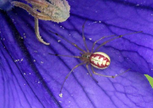 Réf. 48 999 : Enoplognatha sp.