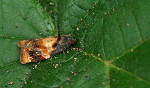 Réf. 48 985 : Ditula angustiorana