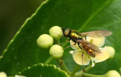 Chloromyia formosa