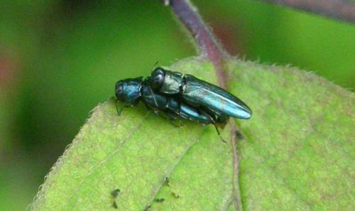 Agrilus sp.