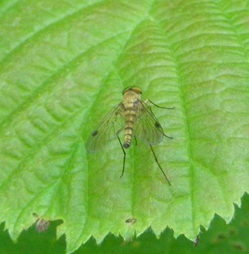 Chrysopilus asiliformis