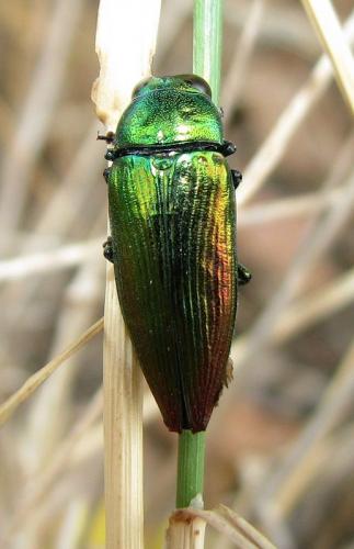 Réf. 48 273 : Eurythyrea micans