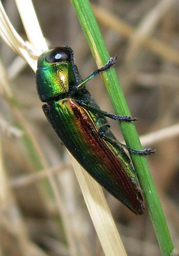 Réf. 48 274 : Eurythyrea micans