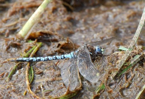 Réf. 48 537 : Aeshna caerulea