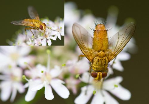 Leskia aurea