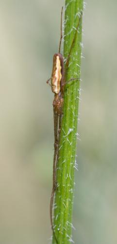 Tetragnatha sp.