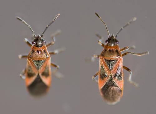 Réf. 48 329 : Arocatus roeselii