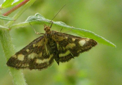 Réf. 48 038 : Pyrausta purpuralis