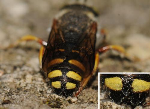 Anthidium oblongatum