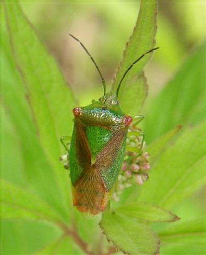 Acanthosoma haemorrhoidale haemorrhoidale