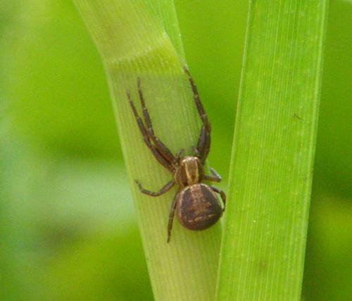 Xysticus sp.