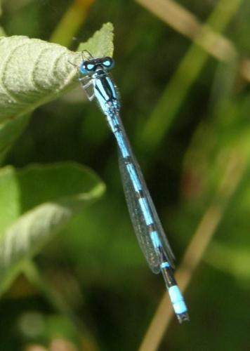 Enallagma cyathigerum