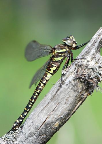Aeshna subarctica