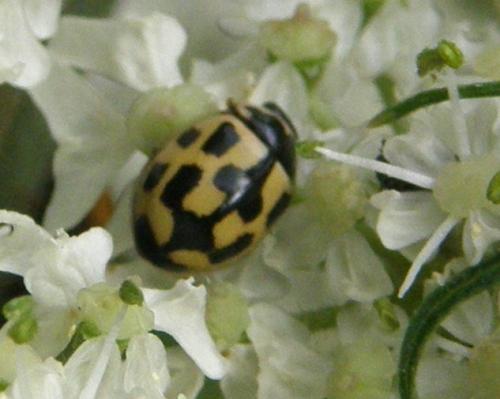 Propylea quatuordecimpunctata