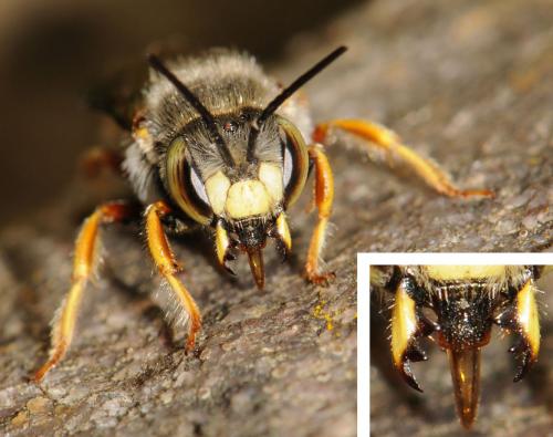 Anthidium oblongatum