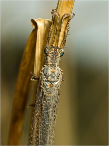 Réf. 48 257 : Creoleon lugdunensis