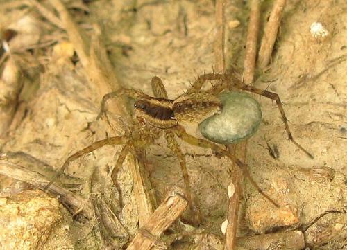 Pardosa sp.