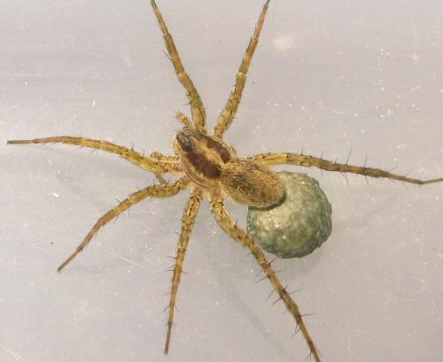 Pardosa sp.