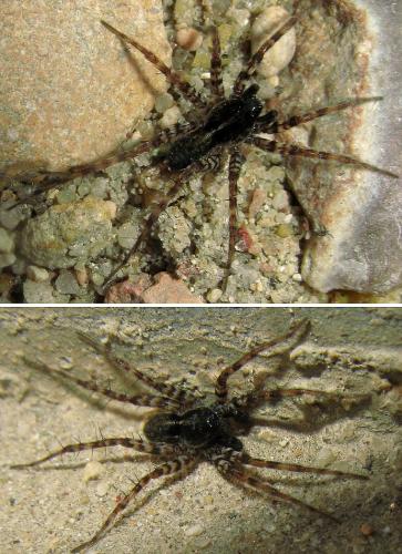 Pardosa prativaga