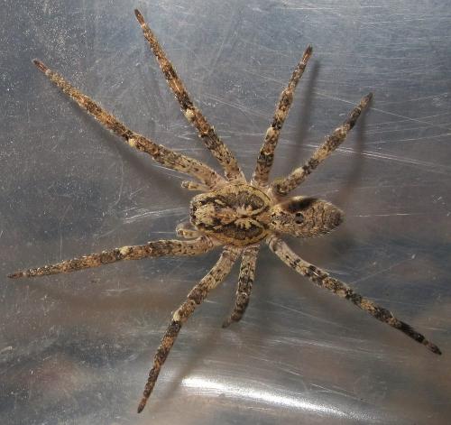 Zoropsis spinimana
