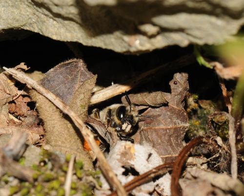 Megachile pyrenaea