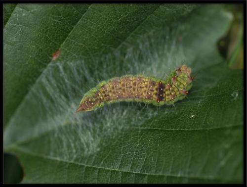 Drepana curvatula