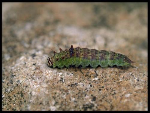 Drepana curvatula