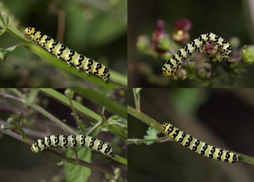 Réf. 48 432 : Cucullia lychnitis