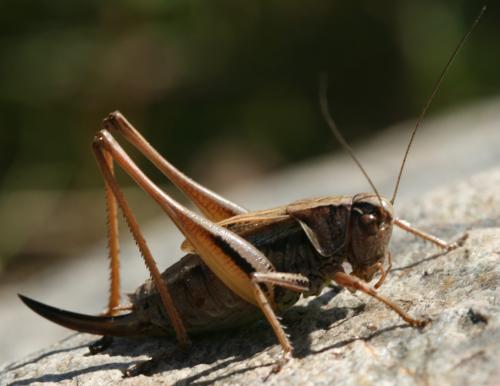 Metrioptera brachyptera