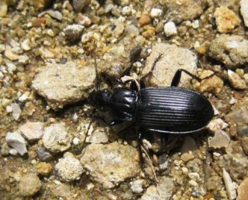 Réf. 48 229 : Pterostichus niger