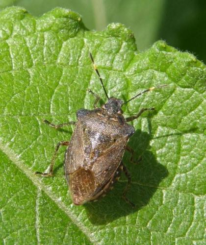 Réf. 48 826 : Troilus luridus