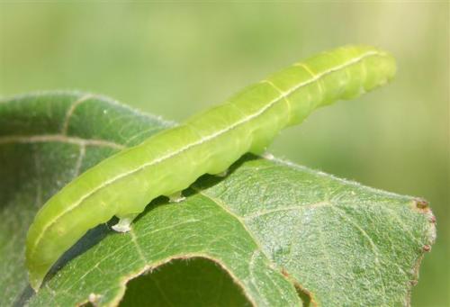 Scoliopteryx libatrix