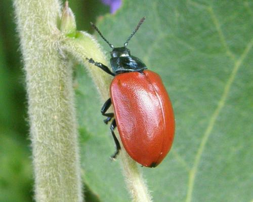 Réf. 48 911 : Chrysomela populi