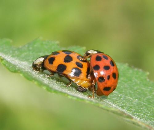 Harmonia axyridis