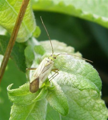 Adelphocoris sp.