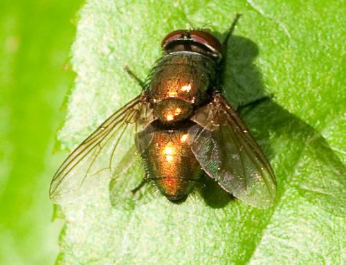 Lucilia sp.