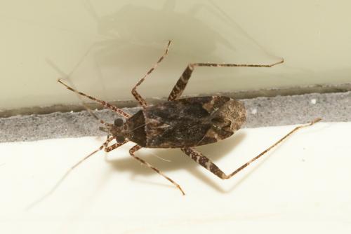 Réf. 48 458 : Phytocoris sp.