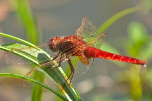 Crocothemis erythraea