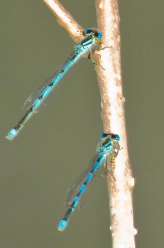 Erythromma lindenii