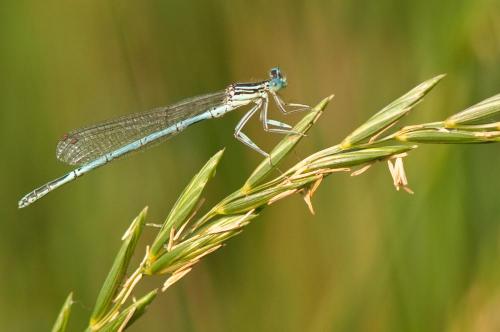 Platycnemis pennipes