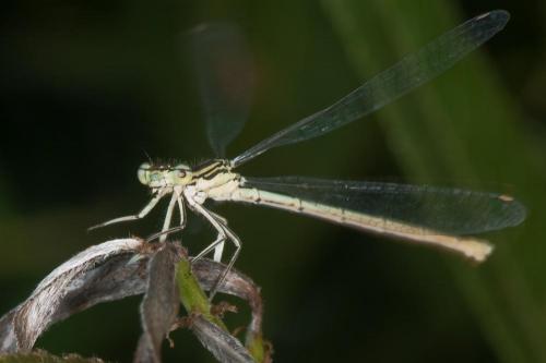 Platycnemis pennipes