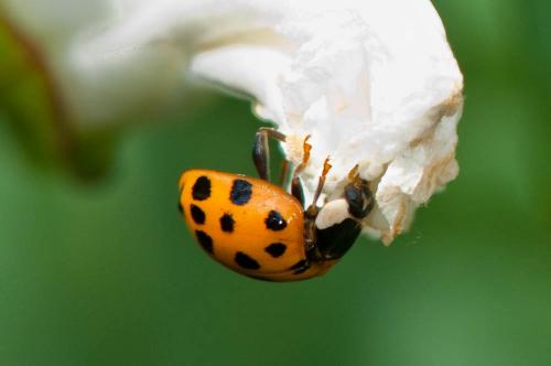Harmonia axyridis