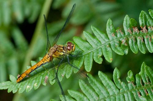 Sympetrum sanguineum